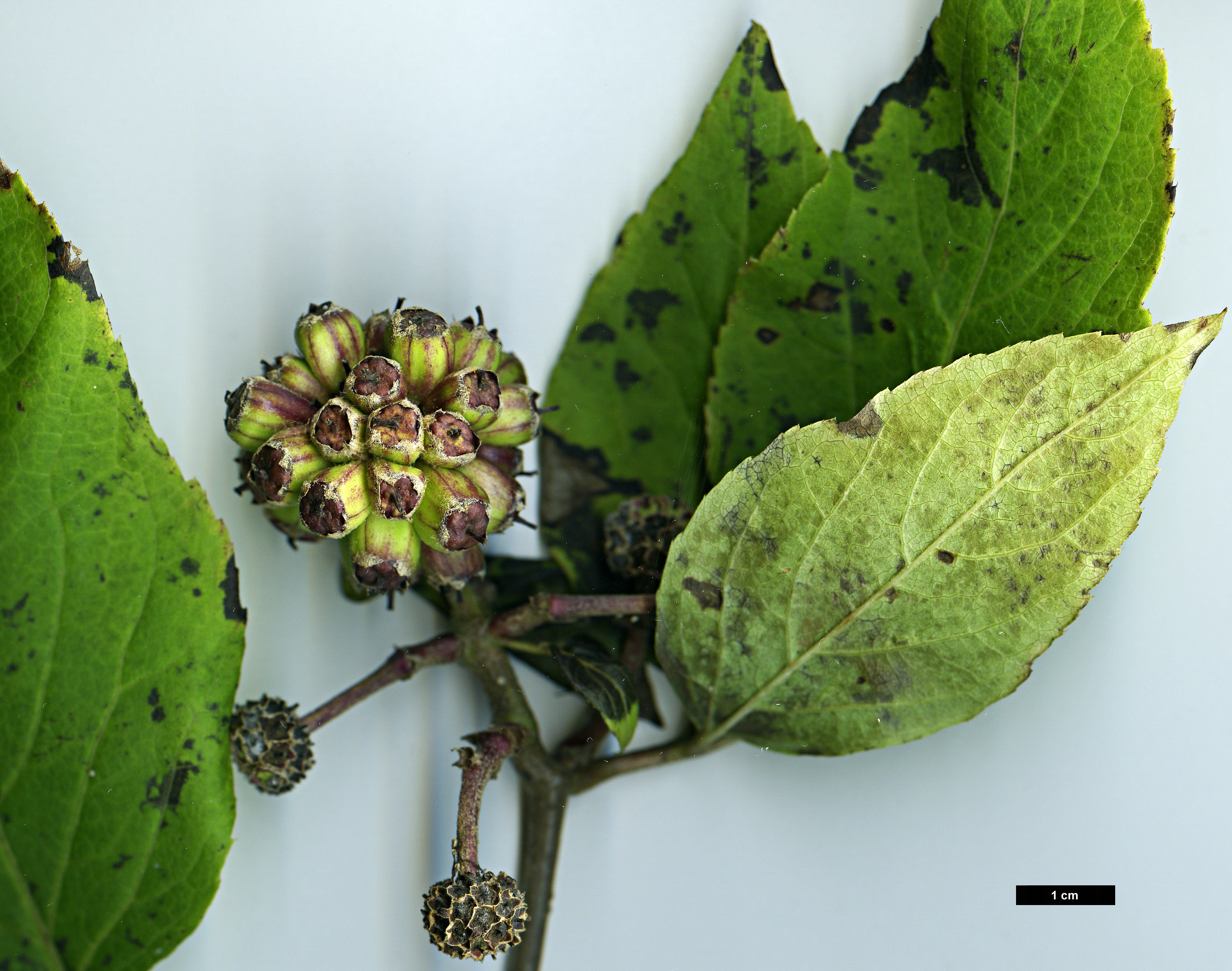 High resolution image: Family: Araliaceae - Genus: Eleutherococcus - Taxon: divaricatus - SpeciesSub: var. chiisanensis